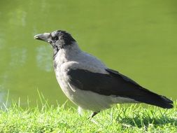 crow on the green grass