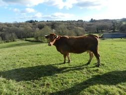 brown cow on mowed grass