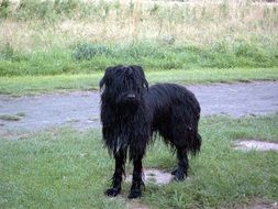 black shabby wÃ¤ller dog near path