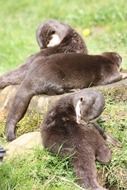 Otter Wirldpark Animals