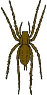 big black spider drawing