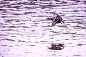 Picture of Duck is flying over the river