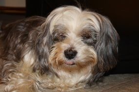 photo of long-haired domestic dog