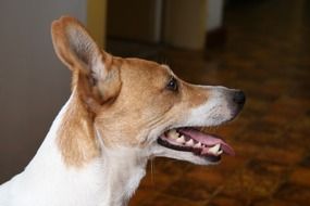 profile portrait of a dog Jack Russell