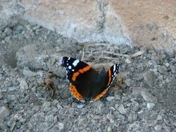 Black , orange and white Butterfly