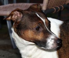 hybrid tricolor Dog, Head Portrait