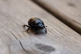 black beetle on a wooden board