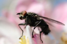 Fly on Cherry Blossom flower macro