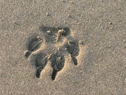dog paw print on the sea coast