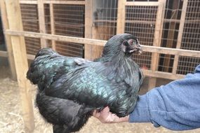 Sumatra is a breed of chickens