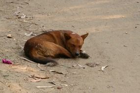 sleeping dog on the ground