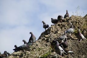 flock of Pigeons on rock