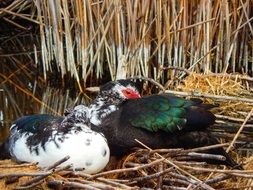 ducks pair laying on dry reed at water