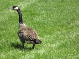 canadian field goose on a green field