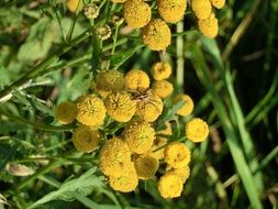 yellow flowers close-up on blurred background