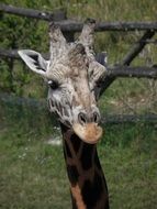 giraffe in Prague zoo close up