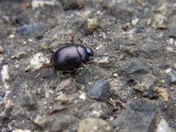 black Beetle is on the ground