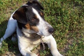 domestic dog lies on green grass in the garden