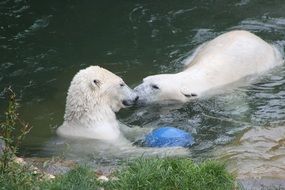 polar bears are playing in the water