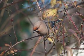 perched bohemian waxwing