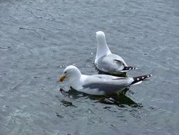 Gulls Bird Sea