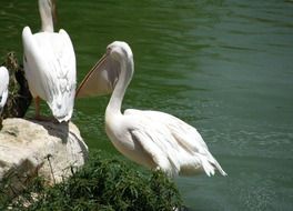 handsome Pelican Water Bird