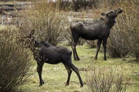Moose Cows on the meadow