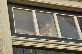 Cat is looking from the window