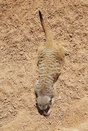 brown meerkat on the sand