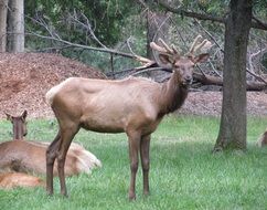 Red Deer Portrait