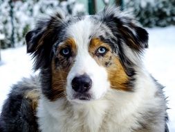 australian shepherd in winter
