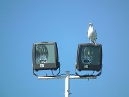 seagull sitting on a lantern on a clear day