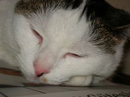 cat Mieze Sleep