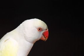 white little parrot on black background