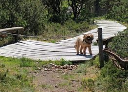 Dog Waiting at wooden Path scene