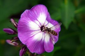 hoverfly on the violet flower