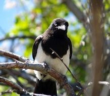 Beautiful black-white bird on a branch on a sunny day