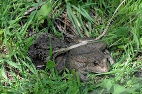 frog in green grass