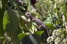 Lizard is sitting on the tree leaves