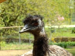 portrait of an amusing ostrich