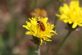 Insect on the yellow flower in spring