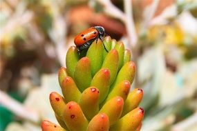 ladybug on a strange flower