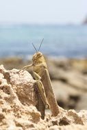 Locust on the beach in Spain