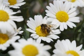 bee on camomile meadow