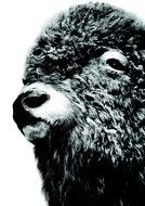 black and white photo of bison head