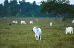 Picture of Cattles on a field