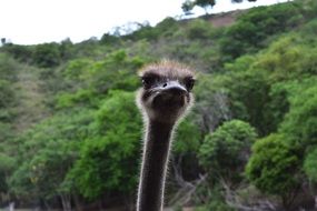 Ostrich in Colombia