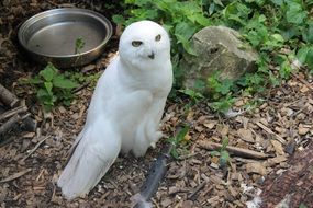 snowy owl in captivity