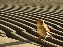 sparrow on wooden planks on a sunny day close up