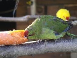 Green parakeet eating a carrot